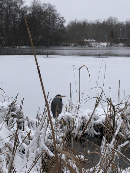 bird and snow